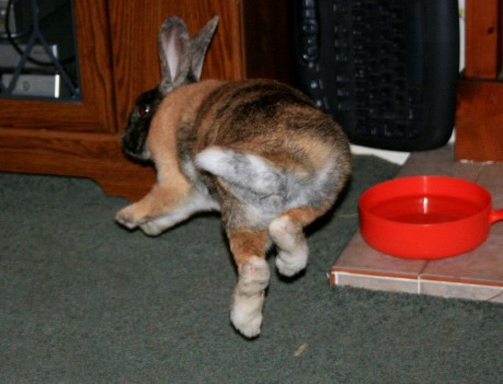 do female bunnies hump