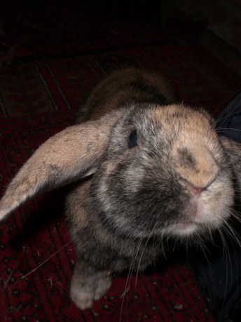 female rabbits hump
