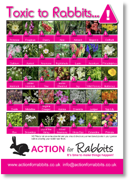 Plants toxic to rabbits.pdf