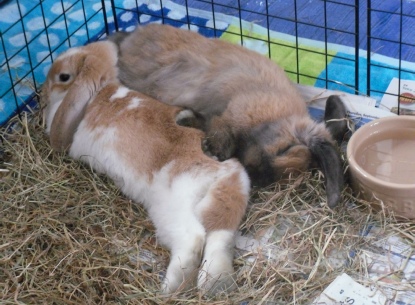 bonding female rabbits