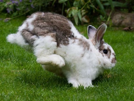 do female bunnies hump